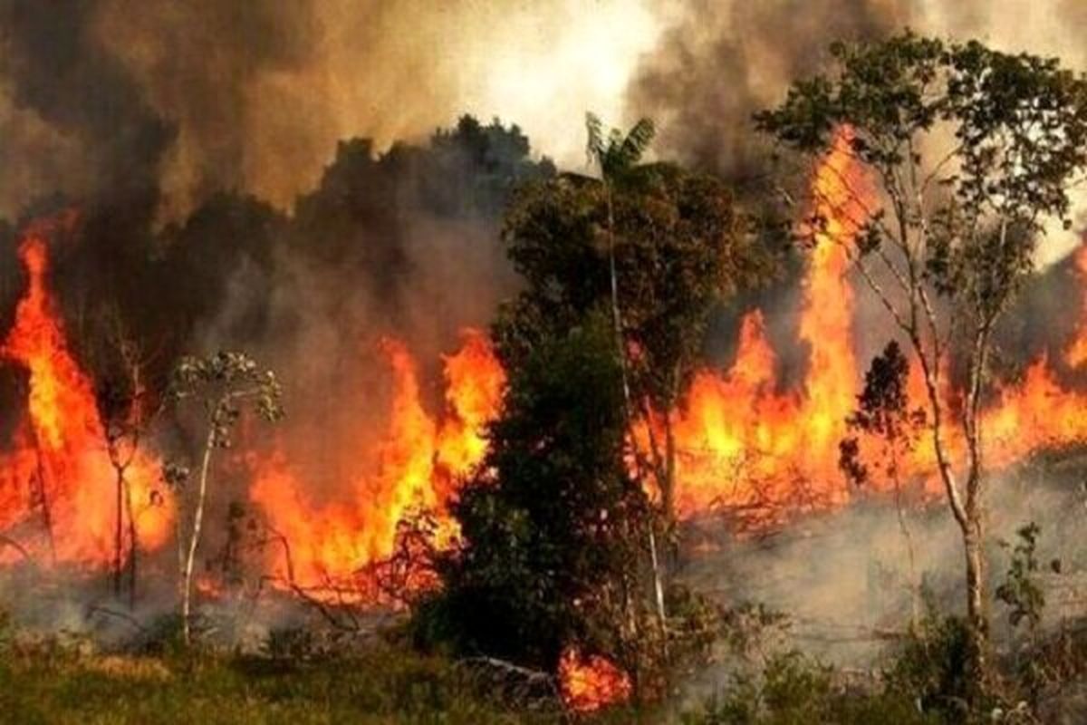 ۱۴ هزار مورد آتش سوزی در جنگل های کشور طی یک دهه!