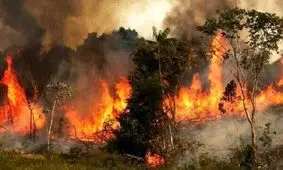 ۱۴ هزار مورد آتش سوزی در جنگل های کشور طی یک دهه!