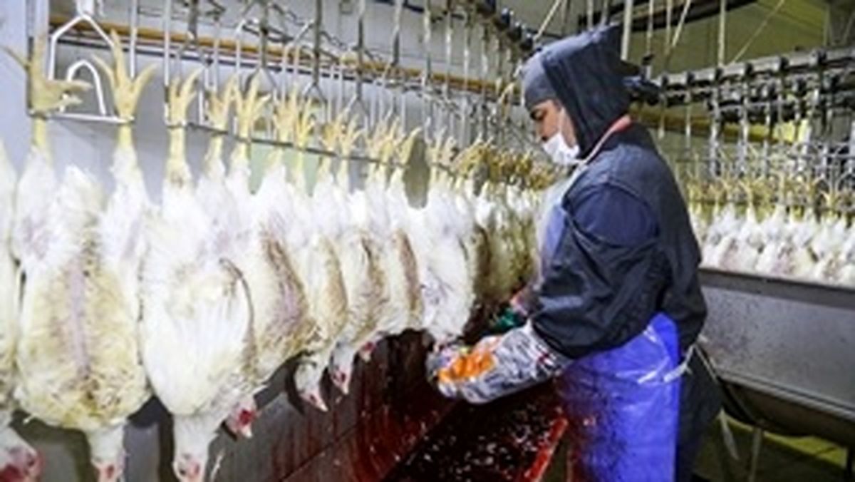 جریمه ۵.۵ میلیاردی یک کشتار گاه مرغ در کرمانشاه