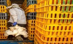 فرار مرغ‌ها از بوشهر