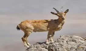 ویروسی به جان حیات وحش خراسان جنوبی
