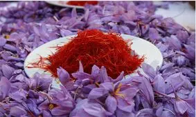 زعفران گران شد