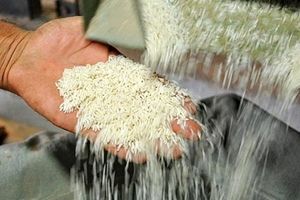 برنج ایرانی کیلویی ۴۵ هزار تومان/ برنج هندی از مرز ۳۰ هزار تومان گذشت