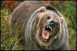 حمله خرس در ارتفاعات کبیرکوه ایلام یک مصدوم برجای گذاشت