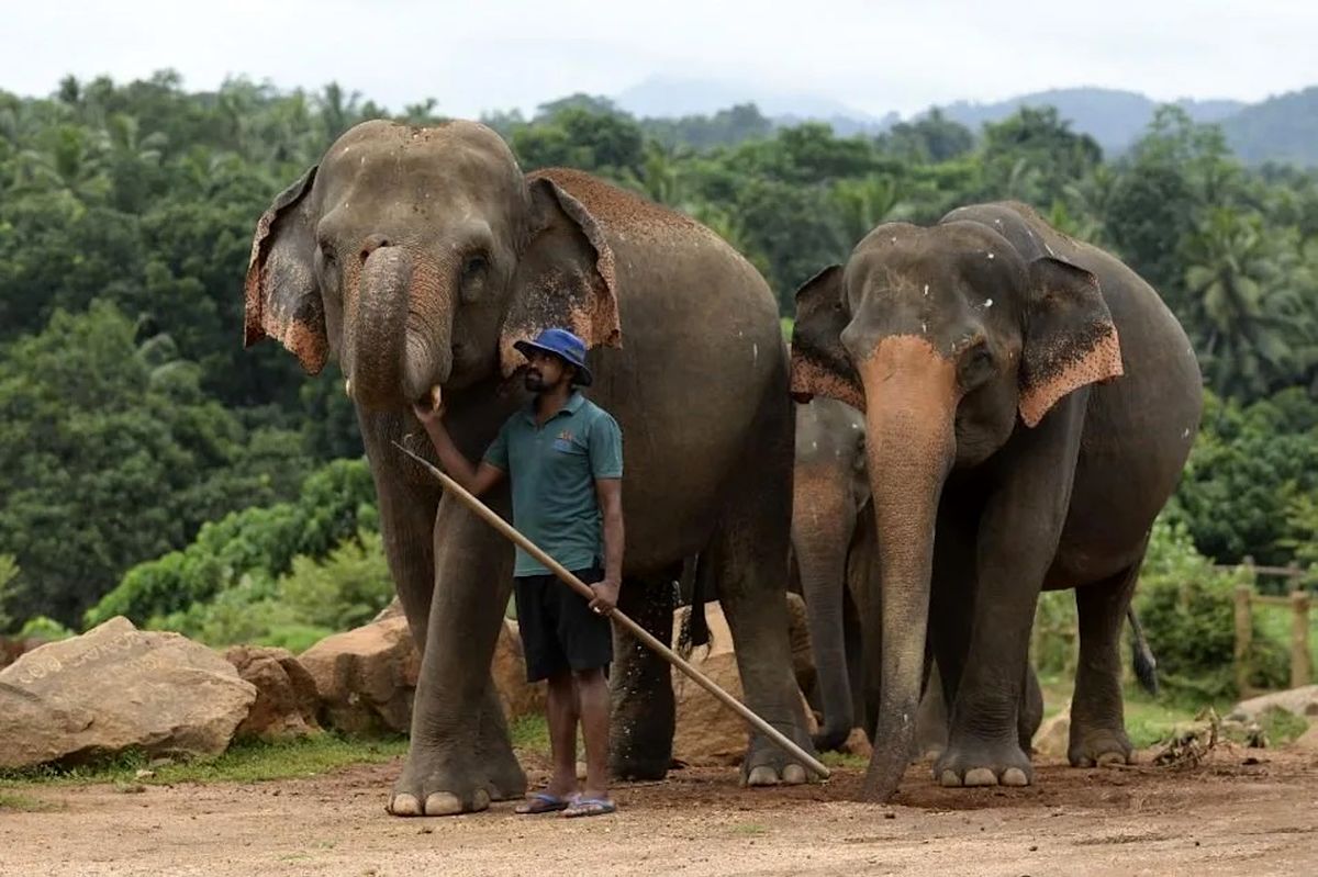 قانون جدید فیل‌ها در سریلانکا؛ ممنوعیت سواری برای افراد مست/ 2 ساعت و نیم حمام اجباری