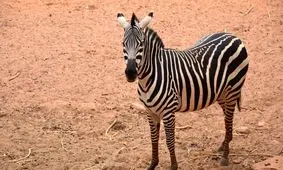 اختلاف قد دیدنی زرافه و گورخر در یک قاب