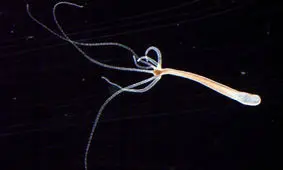 جانوری که هرگز نمی‌ میرد/ ویدئو