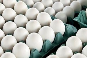 قیمت هر شانه تخم مرغ از ۵۰ هزار تومان فراتر رفت/ تاثیر افزایش کرایه های حمل و نقل بر گرانی مرغ و تخم مرغ