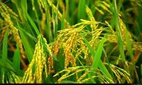 گیلان بزرگترین استان تولید کننده برنج بومی در کشور