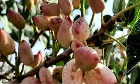 برداشت پسته از باغات خراسان جنوبی