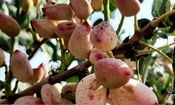 برداشت پسته از باغات خراسان جنوبی