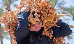 برداشت خرما از نخیلات قصرشیرین شروع شد