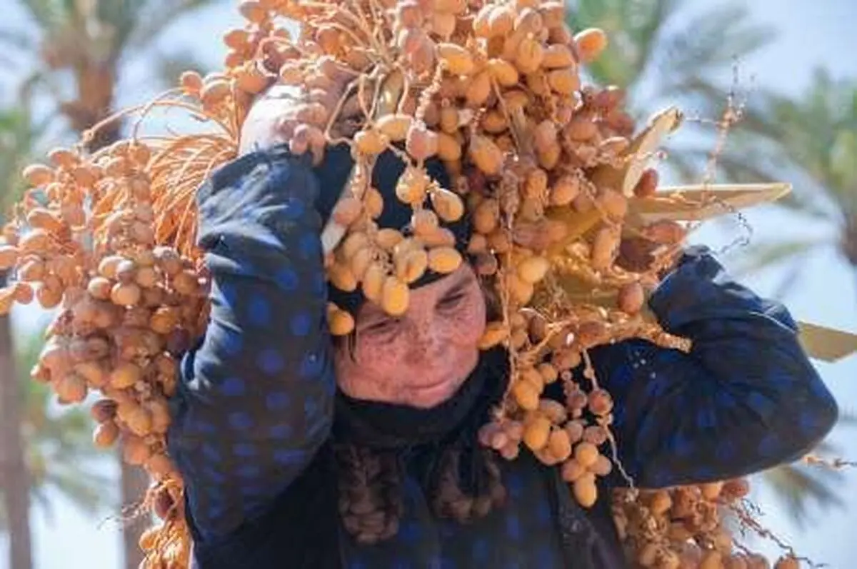 برداشت خرما از نخیلات قصرشیرین شروع شد