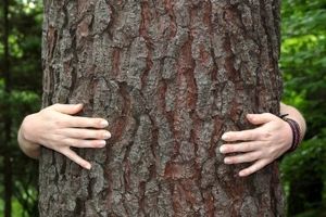 مسابقات بغل کردن درخت در فنلاند/ ویدئو