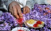طلای سرخی که در ایران رنگی ندارد