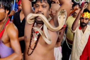 وحشیانه‌ترین جشن هندی، رژه با مار افعی!/ ویدئو
