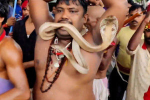 وحشیانه‌ترین جشن هندی، رژه با مار افعی!/ ویدئو