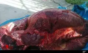 کشف محموله گوشت گراز در شاهرود