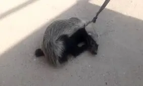 بازگرداندن یک گونه حیوان نادر به دامان طبیعت توسط جوانان کهگیلویه