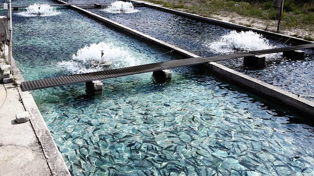 پرورش ماهیان خاویاری برای اولین بار در داراب