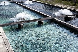 پرورش ماهیان خاویاری برای اولین بار در داراب
