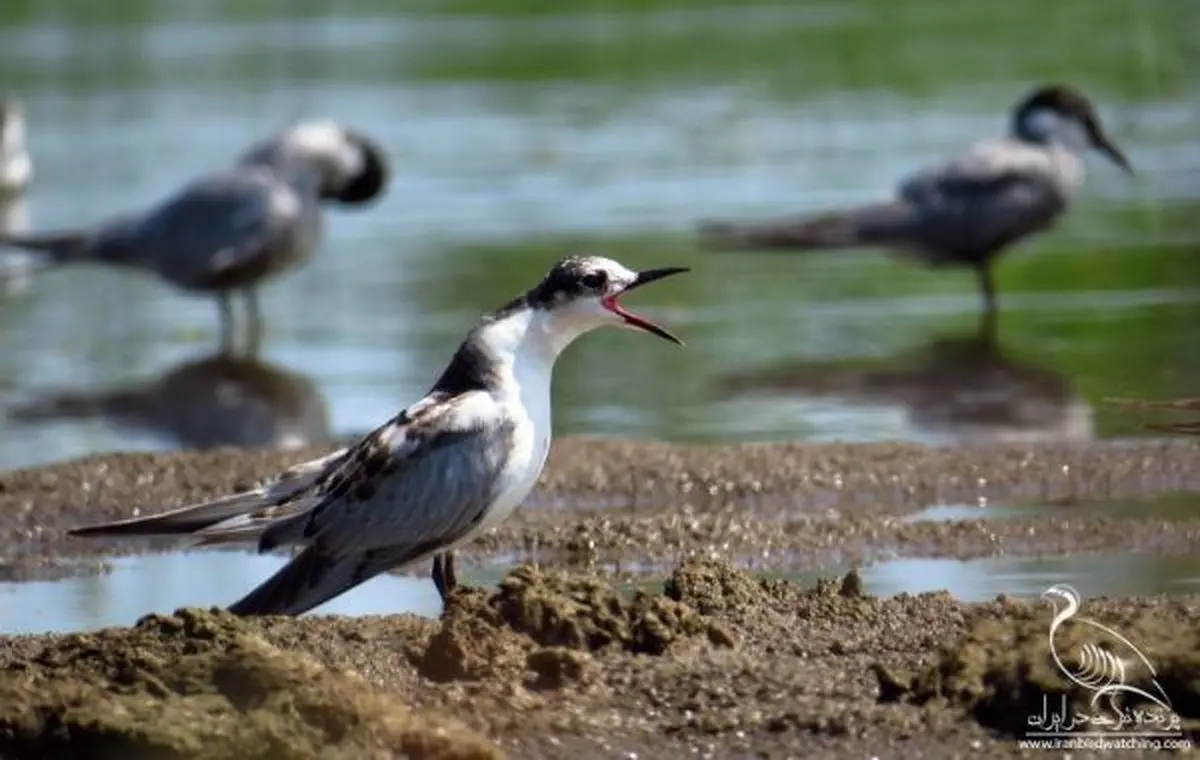 محیط زیست تشنه مراقبت است