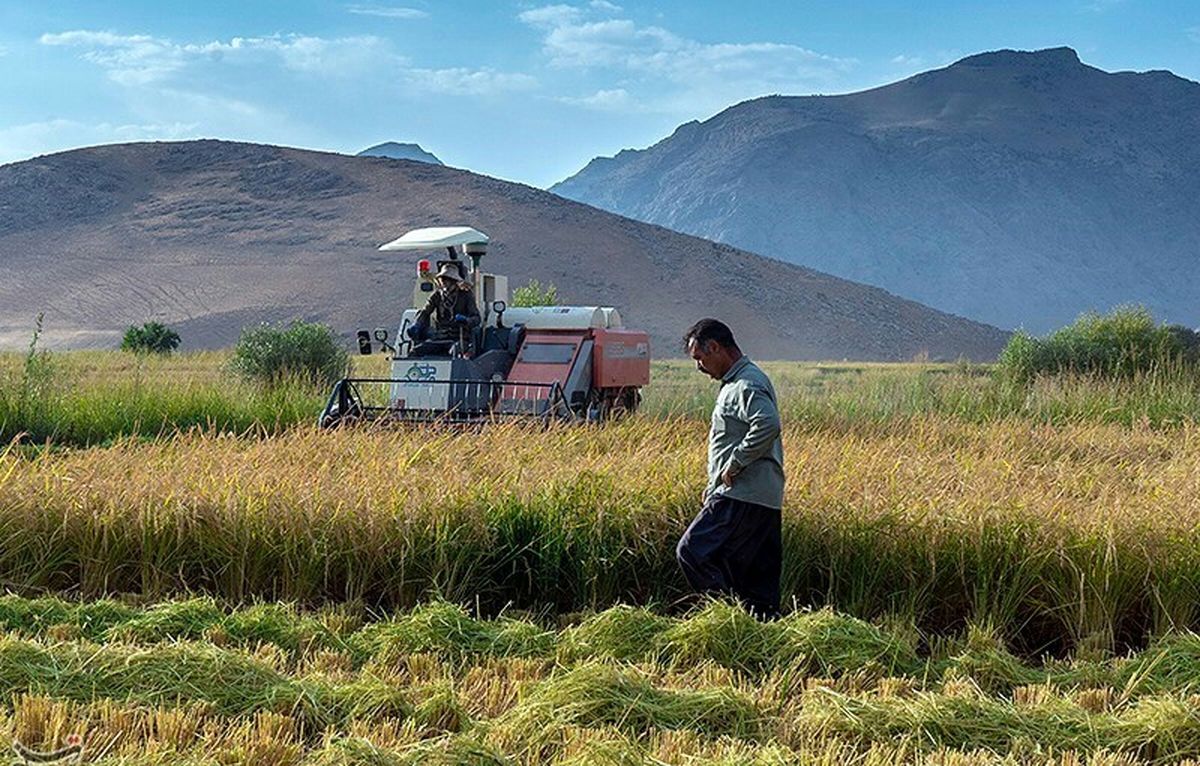 خسارت خشکسالی به ۱۵ هزار هکتار از شالیزارهای گلستان؛ سطح زیرکشت برنج ۳۰ هزار هکتار کمتر شد