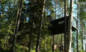 زندگی در جنگل‌ های مدرن/ ویدئو