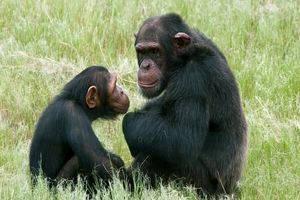 نتیجه تحقیقات جدید: میمون‌ها مانند انسان ها سلام و خداحافظی می‌کنند