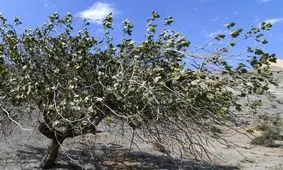 کشف و ضبط ۹ تن پسته قاچاق وحشی از جنگل‌های پسته سرخس