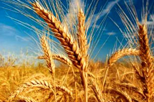 افزایش ۵۰ درصدی نرخ خرید تضمیمنی محصولات کشاورزی در سال جاری/ قیمت خرید هر کیلوگرم گندم ۷۵۰۰ تومان
