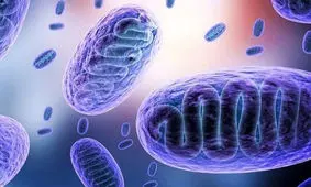 قارچ سیاه به زنجان رسید