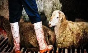 شروع یک فاجعه ملی با افزایش سه برابری کشتار دام مولد