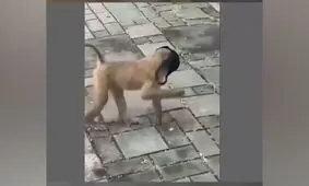 ماسک زدن خنده دار یک میمون/ ویدئو