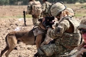 انگلیس آماده خارج کردن ۲۰۰ سگ و گربه از افغانستان