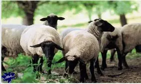 بررسی ۸ عامل موثر بر قیمت گوسفند زنده