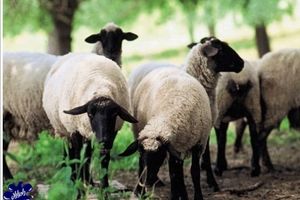 بررسی ۸ عامل موثر بر قیمت گوسفند زنده