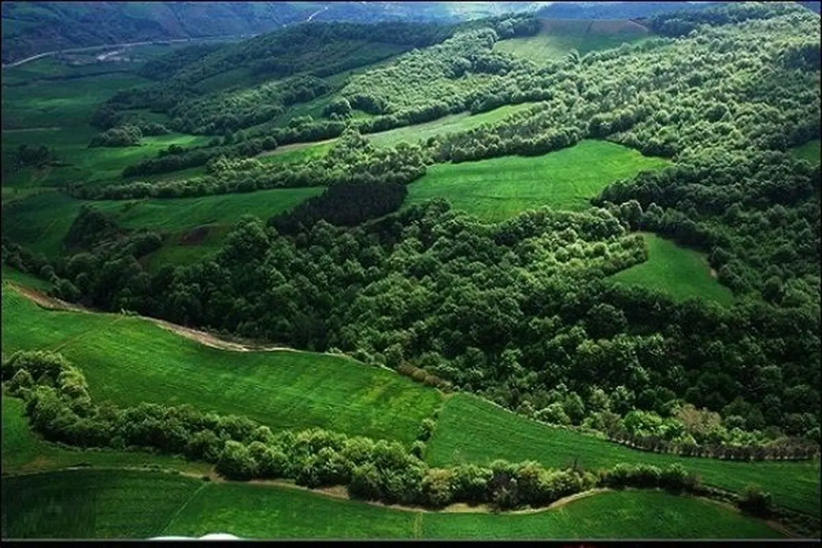 تعرض به تنها جنگل جلگه ای هیرکانی در گیلان