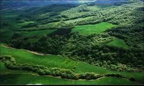 تعرض به تنها جنگل جلگه ای هیرکانی در گیلان
