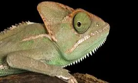 آیا خزندگان هم گوش دارند؟