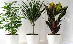 روش های خانگی برای رفع کرم گلدان