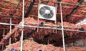 حجم زیادی از زرشک سال گذشته روی دست کشاورزان خراسان جنوبی باقی مانده است