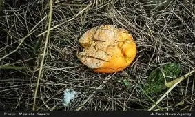 ۵۰۰ هزار تن مرکبات شمال از بین رفت/ صادرات که هیچ، نگران میوه شب عید هستیم