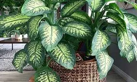 روش نگهداری گیاه دیفن باخیا