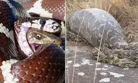 چیزهایی عجیبی که از شکم حیوانات بیرون آمده