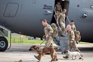 تفنگدار پیشین ارتش بریتانیا با ۲۰۰ سگ و گربه از افغانستان خارج شد