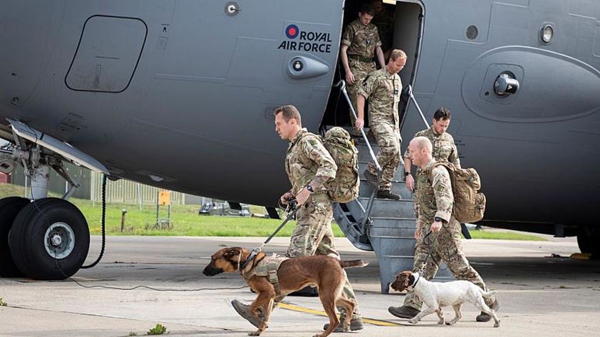 تفنگدار پیشین ارتش بریتانیا با ۲۰۰ سگ و گربه از افغانستان خارج شد