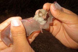 یک گونه جدید خفاش برای نخستین بار در خوزستان شناسایی شد