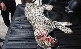 روانی‌ها پوست دو پلنگ را کندند