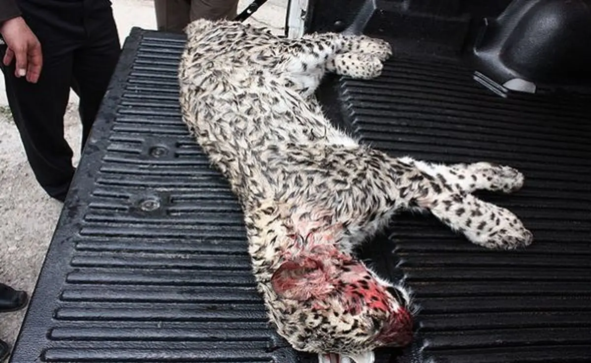 روانی‌ها پوست دو پلنگ را کندند